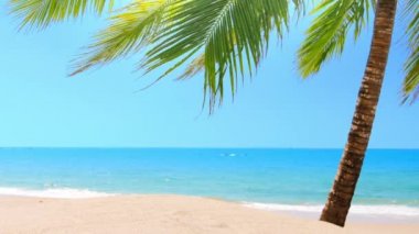 palmiye ağacı ile plaj