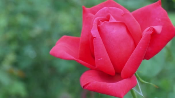 Rosenblüte im Garten — Stockvideo