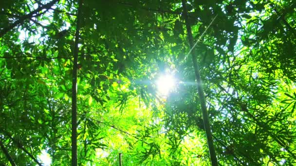 Бамбук тропічного лісу — стокове відео