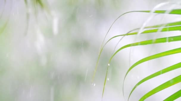 小雨の中のヤシの葉 — ストック動画