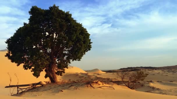 Désert avec arbre unique — Video