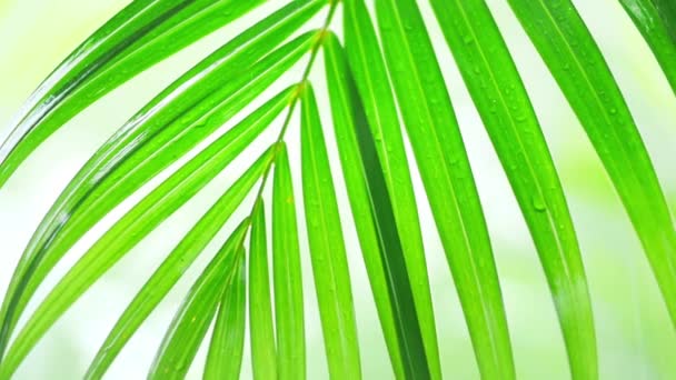 Palm leaves during the rain — Stock Video