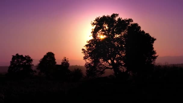 Silueta de árbol al atardecer. La luz del sol de los rayos del sol de la tarde brilla a través de ramas — Vídeos de Stock