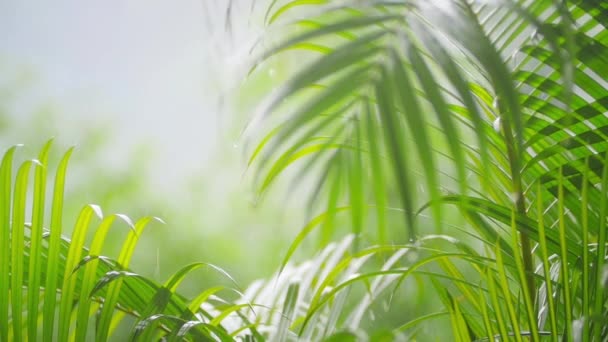 Palm leaves during the rain — Stock Video