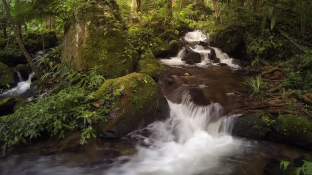 Mouvement de l'eau dans le ruisseau forestier . — Video