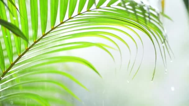 Liści palmowych podczas deszczu — Wideo stockowe