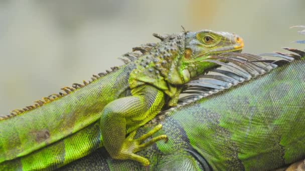 Male and female green Iguanas — Stock Video