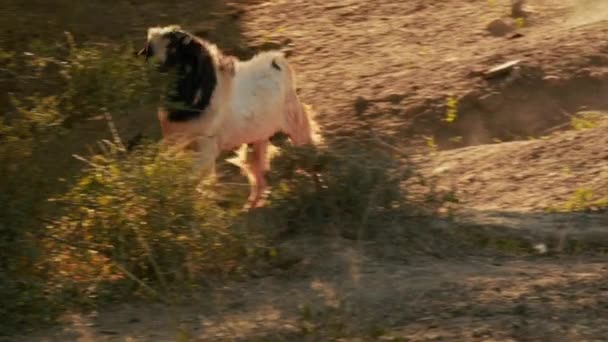 Slow motion video van Running Goat in landelijke delen van Birma Myanmar in de buurt van Bagan — Stockvideo