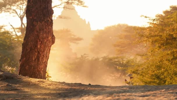 Groep geiten in zon licht op landelijke dorps weg van Bagan Myanmar met tempel — Stockvideo