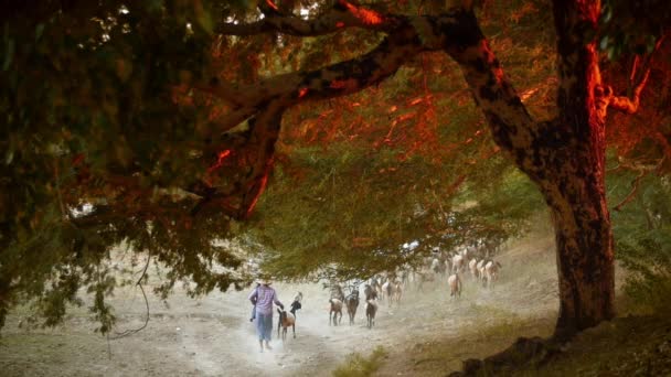 Herder e cabras retornam para casa depois de olhar perto do local histórico de Bagan em Mianmar — Vídeo de Stock