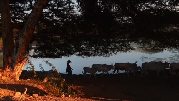 Silhuetas de vacas e pastores caminhando ao longo do lado do rio ao pôr do sol em Bagan — Vídeo de Stock