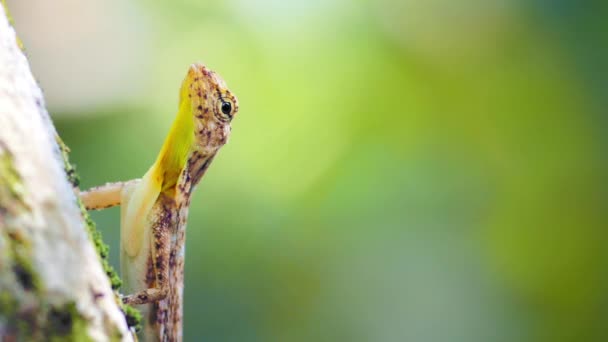 Lizard latanie Draco Taeniopterus — Wideo stockowe