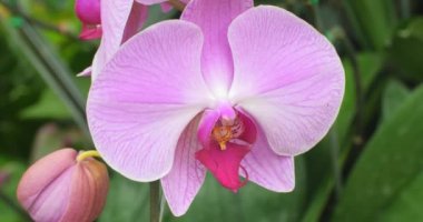 tropikal orkide çiçek