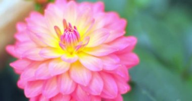 Tam çiçek 4k güzel çiçek narin yaprakları Closeup makro görünümü