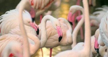 Flamingolar ritüel dans