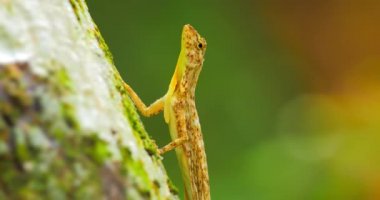 Draco Taeniopterus tropikal orman