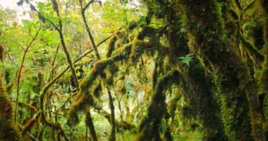 Mystic orman orman çalılık.