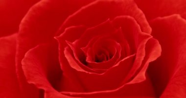 kırmızı gül çiçek yaprakları