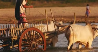 Kırsal Myanmar (Burma) nehri geçen bullock sepeti üzerinde Birmanya köylü)