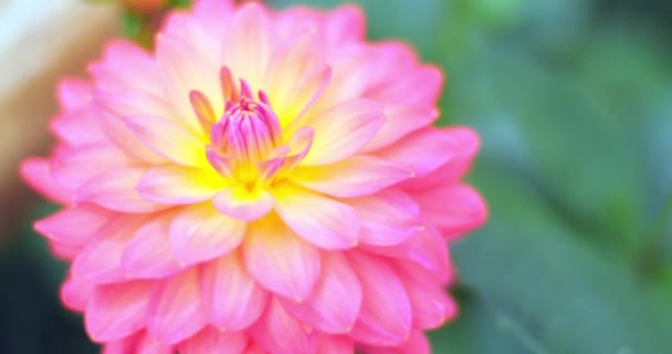 Closeup macro view of delicate petals of beautiful flower in full bloom 4k — Stock Video