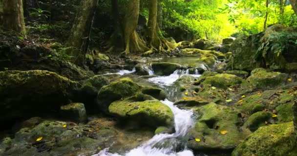 Mountain creek flöden genom skogen — Stockvideo