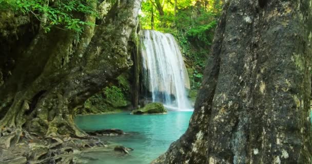 Καταρράκτη σε τροπικό τροπικό δάσος με παλιά δέντρα — Αρχείο Βίντεο