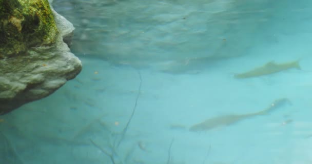 Fisk i blått vatten — Stockvideo