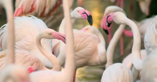 Flamingók rituális tánc