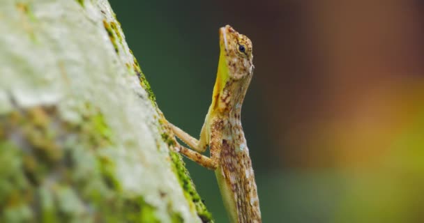 Lézard sur la chasse aux fourmis 