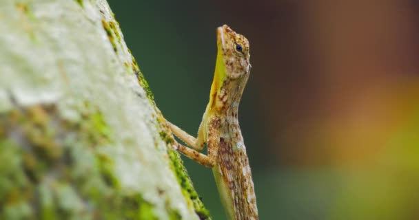 Lagarto en la caza de hormigas — Vídeos de Stock