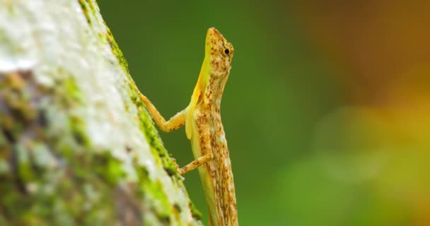 Draco Taeniopterus en forêt tropicale 