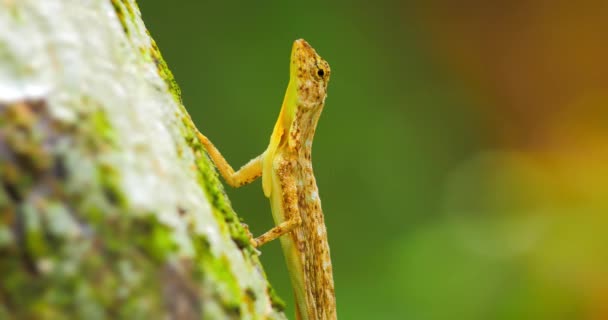 Draco Taeniopterus w tropikalnym lesie — Wideo stockowe