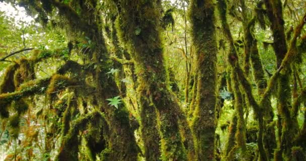 Mossy trees branches in dense forest — Stock Video