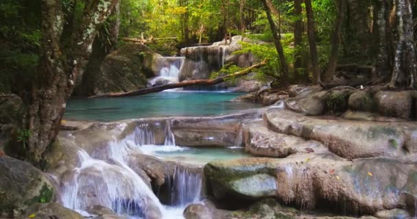 Bosque lluvioso tropical paraíso fondo . — Vídeo de stock