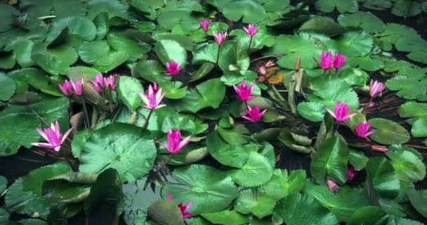 Estanque lleno de nenúfares en flor — Vídeo de stock