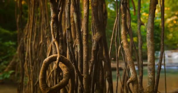 Raíces aéreas y lianas en la selva tropical . — Vídeos de Stock