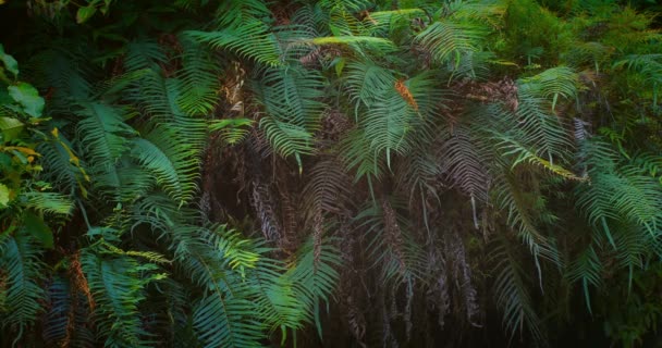 Wall of ferns leaves and tropical plants — Stock Video