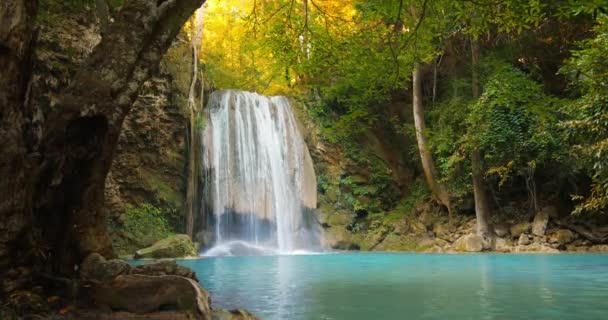 Selva tropical exuberante en Tailandia — Vídeo de stock