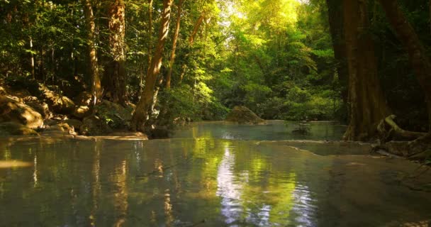 Plantes vertes de forêt tropicale . — Video