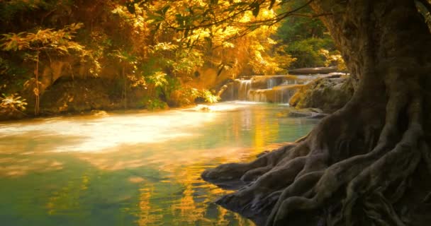 Bosque tropical con tronco de árbol viejo grande — Vídeos de Stock