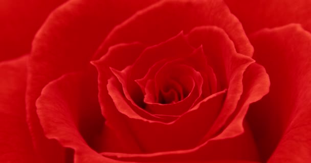 okvětní lístky červené růže květ