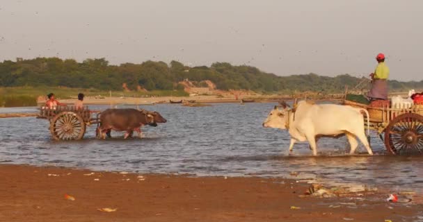 Burmese farmer and Buddhist monk on riverside of Irrawaddy river in Myanmar — Stock Video