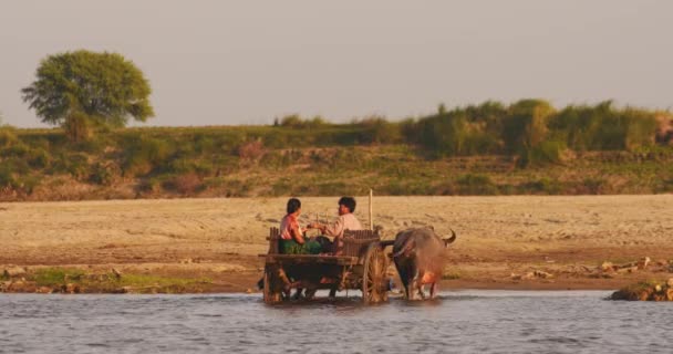 Traditionele Bull Cart en onbekende lokale dorpsbewoners die de rivier oversteken bij zonsondergang — Stockvideo