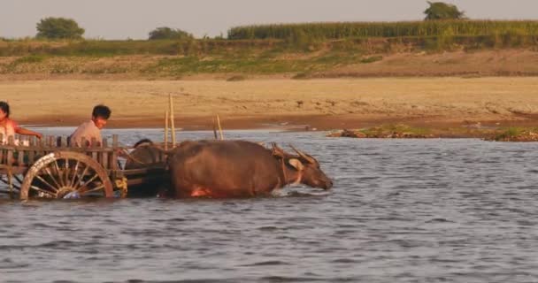 Birmański chłopów na tradycyjnym wózku Bullock przejście rzeki — Wideo stockowe