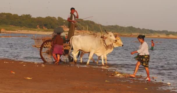 Paysans birmans sur la rive de la rivière Irrawaddy dans les zones rurales du Myanmar — Video