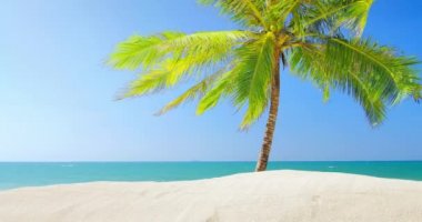 palmiye ağacı ile kumlu plaj