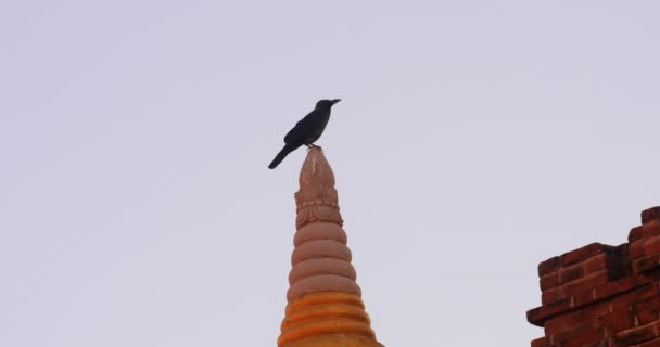 Μαύρο κοράκι στην κορυφή του βουδιστικού ναού — Αρχείο Βίντεο