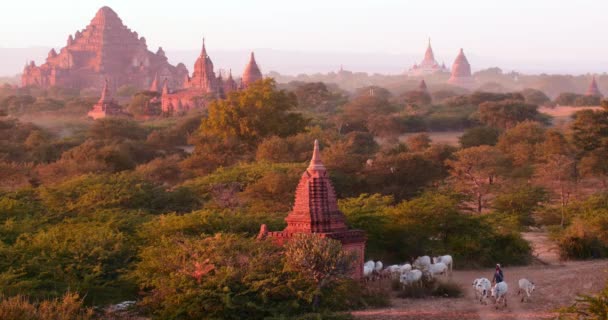 4K lotnicze panoramiczny widok starożytnego miejsca w Bagan, Myanmar (Birma) — Wideo stockowe