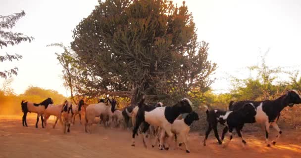 Grande rebanho de cabras na zona rural de Mianmar — Vídeo de Stock