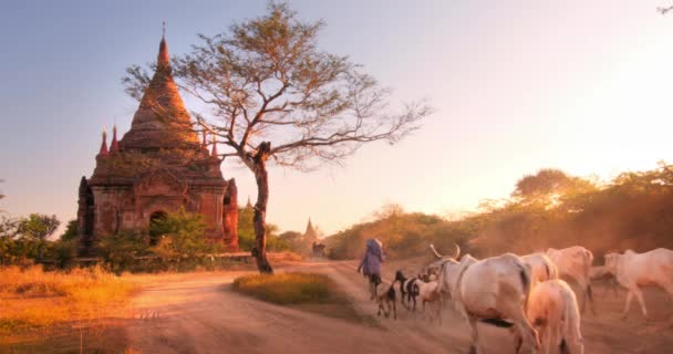 Beautiful sunset scene of herd of livestock animals go on country road — Stock Video